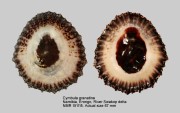 Cymbula granatina